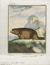 Arctomys marmotta, Print, 1700-1880
University of Amsterdam