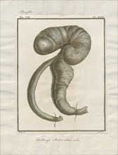 Arctomys marmotta, Print, intestines
University of Amsterdam
