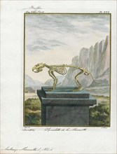 Arctomys marmotta, Print, skeleton
University of Amsterdam