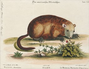 Arctomys monax, Print, The groundhog (Marmota monax), also known as a woodchuck, is a rodent of the
