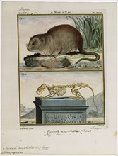 Arvicola amphibius, Print, The European water vole or northern water vole (Arvicola amphibius,