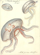 Aurelia aurita, Print, Aurelia aurita (also called the common jellyfish, moon jellyfish, moon jelly