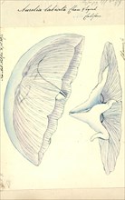 Aurelia labiata, Print, Aurelia labiata is a species of moon jellyfish. It is a cnidarian in the