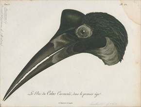 Bucorvus abyssinicus, Print, The Abyssinian ground hornbill or northern ground hornbill (Bucorvus