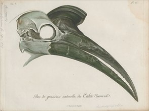 Bucorvus abyssinicus, Print, The Abyssinian ground hornbill or northern ground hornbill (Bucorvus
