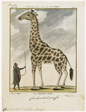 Camelopardalis giraffa, Print, 1700-1880
University of Amsterdam