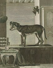 Canis lupus familiaris, Print, The domestic dog (Canis lupus familiaris when considered a