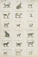 Canis lupus familiaris, Print, The domestic dog (Canis lupus familiaris when considered a