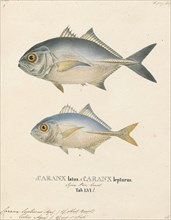 Caranx lepturus, Print, Caranx is a genus of tropical to subtropical marine fishes in the jack