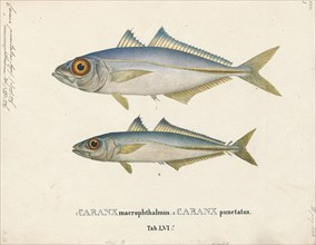 Caranx punctatus, Print, The round scad (Decapterus punctatus) is a species of fish in the
