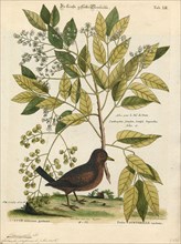 Chaemepelia passerina, Print, 1700-1880
University of Amsterdam