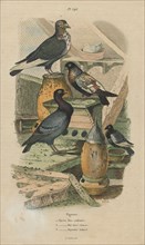 Columba livia, Print, The rock dove, rock pigeon, or common pigeon is a member of the bird family
