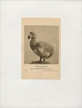 Didus ineptus, Print, The dodo (Raphus cucullatus) is an extinct flightless bird that was endemic