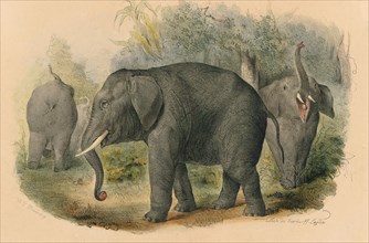 Elephas africanus, Print, The African bush elephant (Loxodonta africana), also known as the African