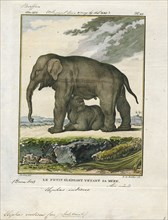 Elephas indicus, Print, Elephas is one of two surviving genera in the family of elephants,