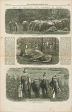 Elephas indicus, Print, Elephas is one of two surviving genera in the family of elephants,