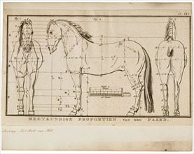 Equus caballus, Print, The horse (Equus ferus caballus) is one of two extant subspecies of Equus