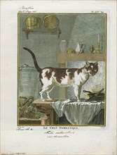 Felis catus domesticus, Print, The cat (Felis catus) is a small carnivorous mammal. It is the only