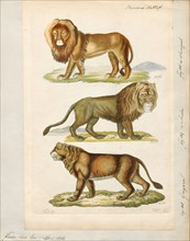 Felis leo, Print, The lion (Panthera leo) is a species in the family Felidae; it is a muscular,