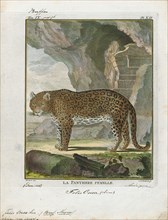 Felis onca, Print, The jaguar (Panthera onca) is a large felid species and the only extant member