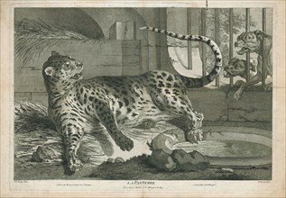Felis pardus, Print, The leopard (Panthera pardus) is one of the five extant species in the genus