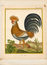 Gallus ferrugineus, Print, 1700-1880
University of Amsterdam