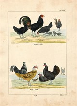Gallus ferrugineus, Print, 1820-1863
University of Amsterdam