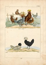 Gallus ferrugineus, Print, 1820-1863
University of Amsterdam