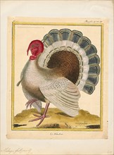 Meleagris gallopavo, Print, The wild turkey (Meleagris gallopavo) is an upland ground bird native