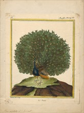 Pavo cristatus, Print, The Indian peafowl or blue peafowl (Pavo cristatus), a large and brightly