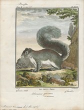 Sciurus cinereus, Print, The genus Sciurus contains most of the common, bushy-tailed squirrels in