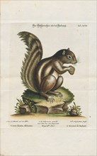 Sciurus getulus, Print, The genus Sciurus contains most of the common, bushy-tailed squirrels in