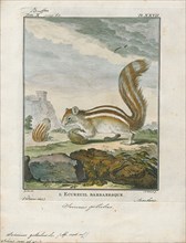 Sciurus getulus, Print, The genus Sciurus contains most of the common, bushy-tailed squirrels in