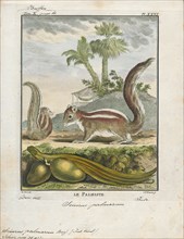 Sciurus palmarum, Print, The genus Sciurus contains most of the common, bushy-tailed squirrels in