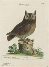 Scops asio, Print, Scop, A scop was a poet as represented in Old English poetry. The scop is the