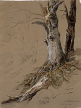 Tree Study (In Flesch), Sept. 20, 1824, pencil, quill, watercolor, cover color, leaf: 59.1 x 44.7