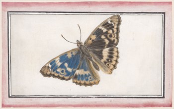 Small Schillerfalter (Apatura ilia), watercolor and opaque colors on paper, sheet: 8.9 x 14.6 cm,