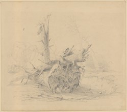 Uprooted and splintered fir trunks, pencil, leaf: 28 x 31.9 cm, unmarked, Johann Jakob (II.)