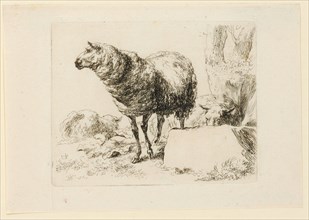 Standing sheep, head in profile, etching, sheet: 12.9 x 18.7 cm |, Plate: 10.2 x 12.9 cm, Not