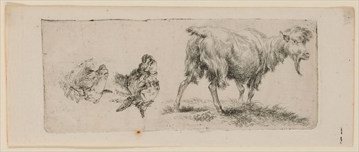 Study sheet with standing goat on the left and a donkey and sheep's head on the right (standing