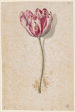 Red and white speckled tulip, watercolor, leaf: 25 x 16.7 cm, Maria Sibylla Merian, Frankfurt a. M.