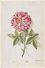 Rose with white and red speckled petals, 1673, watercolor, leaf: 23.6 x 15.8 cm, U. r., inscribed
