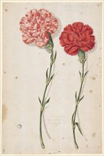 Two carnations, one speckled white-red, the other bright red, 1673, watercolor, folia: 27.3 x 17.8
