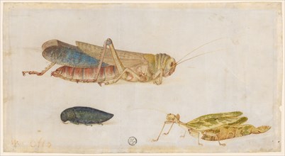 Grasshopper, running leaf and beetle, watercolor, on parchment, folia: 12.3 x 22.9 cm, Maria