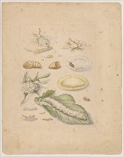 Mulberry tree with the fruit., Morus cum fructu., (with stands of silk moth), Colored overprint,