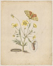 Sweet buttercup foot., Ranunculus dulcis., (with purple bear), 1679, Colored overprint, later by