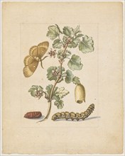 Big spanish gooseberry flower., Flos Grossulariae, satirae, spinosae., (with the female of the oak