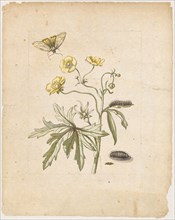Wild Hanenfuss., Ranunculus pratensis., (with grass bear), 1679, Colored overprint, later hand