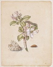 Magdapfelblue, ., Malus mellea, florens., (Flowering apple branch with rose moth), 1679, Colored