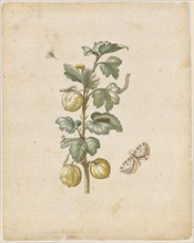 Big spanish cranberries., Fructus grossulariae satirae, spinosae., (with currant spanner), 1679,